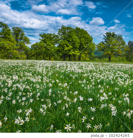 Blossoming white daffodil flowers on the green meadows 102424265