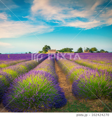 Cultivated purple lavender rows and rural landscape, Valensole, France 102424270