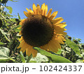 向日葵 102424337