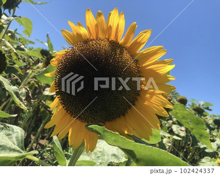 向日葵 102424337