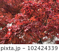 もみじ 102424339
