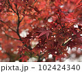 もみじ 102424340