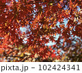 紅葉 102424341