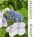 紫陽花 102424342