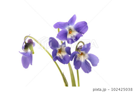 violet flowers isolated violet flowers isolated 102425038