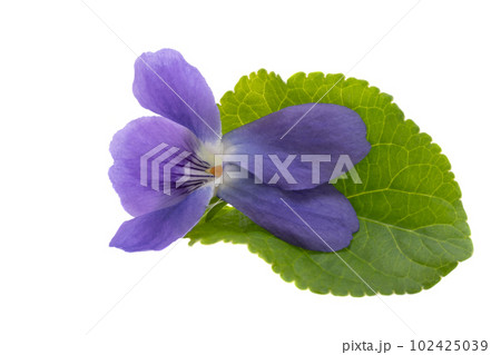 violet flowers isolated violet flowers isolated 102425039