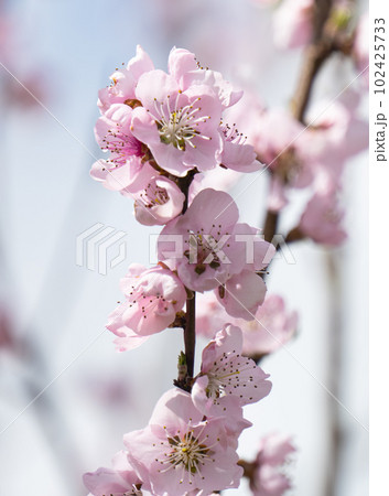 sakura flowers on a tree on a sunny day sakura flowers on a tree on a sunny day 102425733