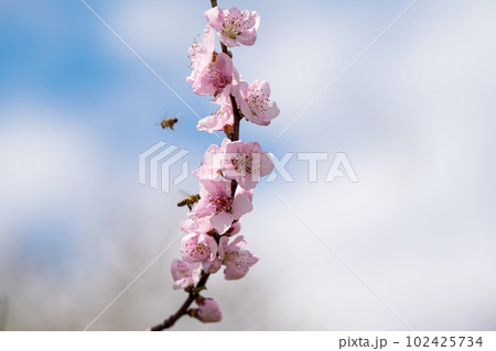 sakura flowers on a tree on a sunny day 102425734