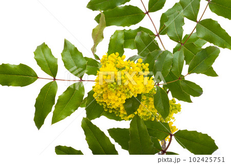 Mahonia flowers isolated 102425751