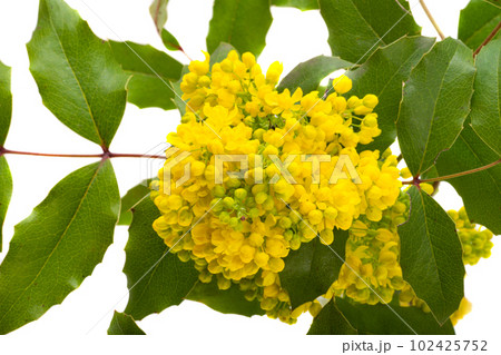 Mahonia flowers isolated 102425752