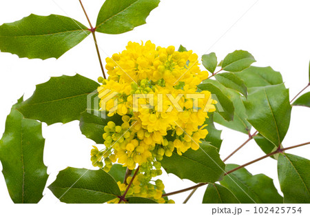 Mahonia flowers isolated Mahonia flowers isolated 102425754
