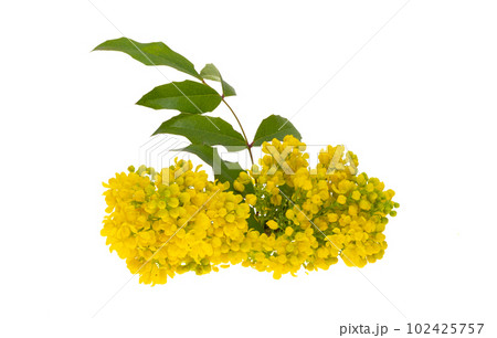 Mahonia flowers isolated 102425757