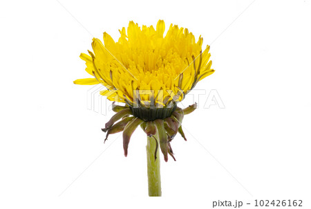 dandelion flower isolated dandelion flower isolated 102426162