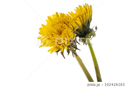 dandelion flower isolated 102426163