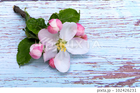 apple tree flowers 102426231