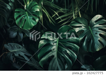 A composition of multiple monstera plants or leaves with a sense of organic and natural decor. Concept lushness and greenery. Generative AI A composition of multiple monstera plants or leaves with a sense of organic and natural decor. Concept lushness and greenery. Generative AI 102427775