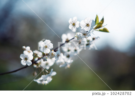 The exquisite beauty of white cherry blossoms 102428702