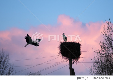 A white stork couple building their nest in the spring season 102428703