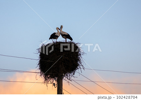 A white stork couple building their nest in the spring season 102428704