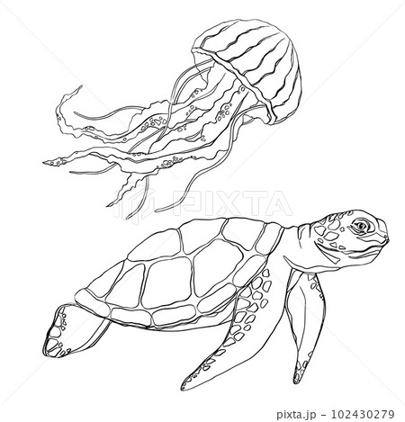 Vector outlined turtle and jellyfish cartoon design. Stylized vector. Style tattoo. Vector of turtle design on a white background. Reptile. Animals. Easy editable layered vector illustration. Vector outlined turtle and jellyfish cartoon design. Stylized vector. Style tattoo. Vector of turtle design on a white background. Reptile. Animals. Easy editable layered vector illustration. 102430279