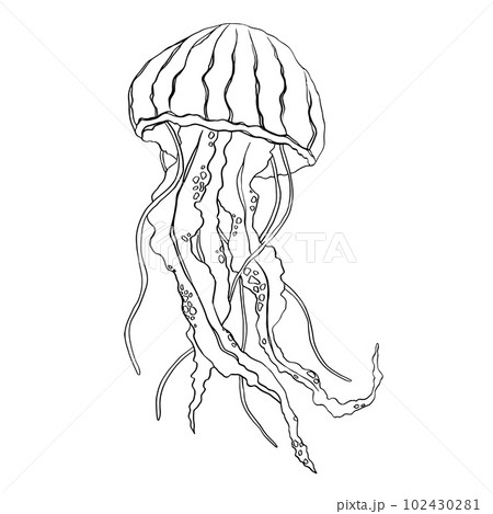Hand drawn doodle jellyfish. Vector illustration. Hand drawn jellyfish. Vector illustration. Sea collection. Vector of jellyfish design on a white background. Easy editable layered vector illustration 102430281