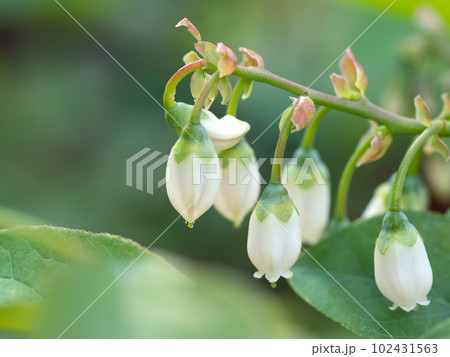 ブルーベリーの花 ブルーベリーの花 102431563