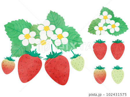 イチゴ 102431575