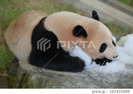 まったりくつろぐ優浜 まったりくつろぐ優浜 102433099