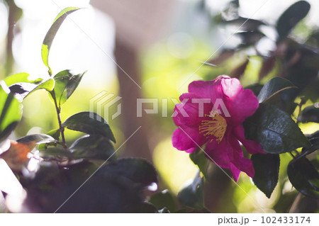 早春の彩り豊かなサザンカ【花・植物】 102433174