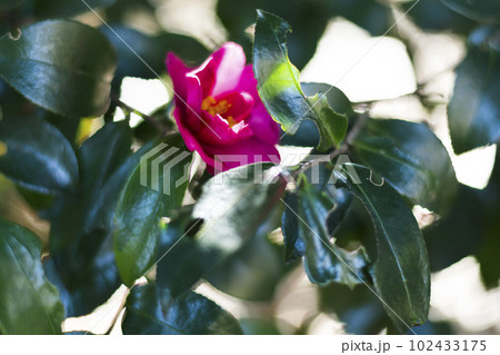 早春の彩り豊かなサザンカ【花・植物】 102433175