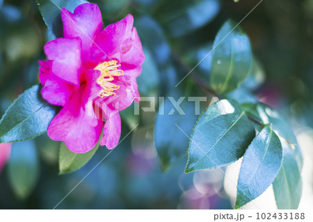 早春の彩り豊かなサザンカ【花・植物】 102433188
