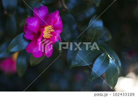 早春の彩り豊かなサザンカ【花・植物】 102433189
