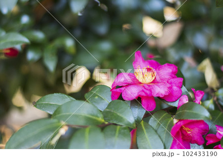 早春の彩り豊かなサザンカ【花・植物】 102433190