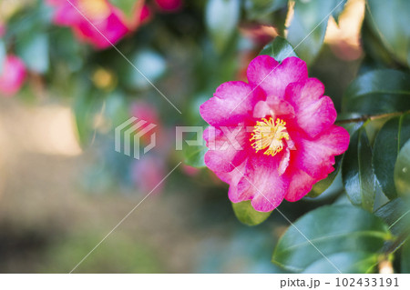 早春の彩り豊かなサザンカ【花・植物】 102433191
