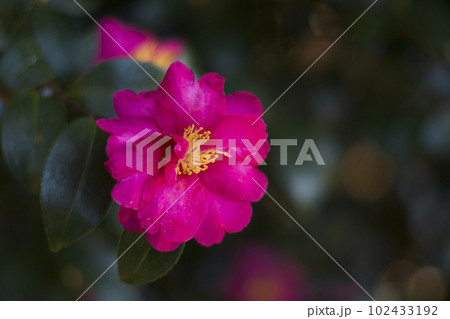 早春の彩り豊かなサザンカ【花・植物】 早春の彩り豊かなサザンカ【花・植物】 102433192