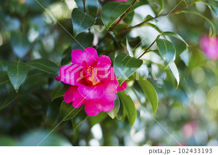 早春の彩り豊かなサザンカ【花・植物】 早春の彩り豊かなサザンカ【花・植物】 102433193