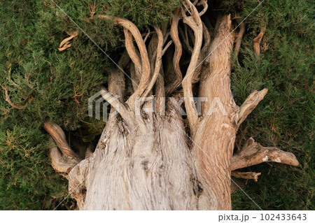 Background with a trunk, branches and leaves of a cypress tree close up Background with a trunk, branches and leaves of a cypress tree close up 102433643