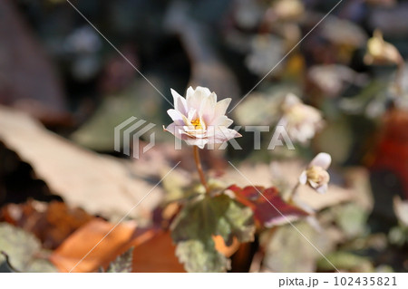 ユキワリイチゲの花 ユキワリイチゲの花 102435821