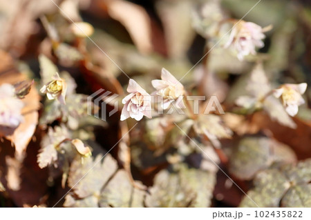 ユキワリイチゲの花 ユキワリイチゲの花 102435822