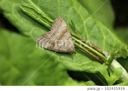 ウスグロアツバ ウスグロアツバ 102435939