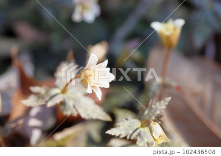 ユキワリイチゲの花 ユキワリイチゲの花 102436508