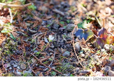 オオミスミソウの花 咲始め オオミスミソウの花 咲始め 102436511