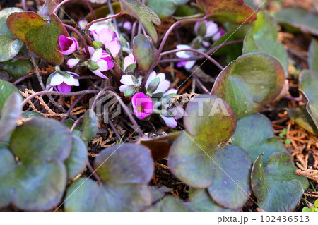 オオミスミソウの花 102436513