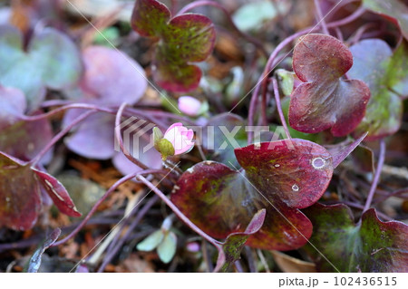 オオミスミソウの花 102436515