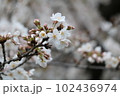 桜 102436974