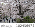 桜 102436975