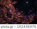 夜桜と月 102436976