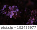 夜桜 102436977