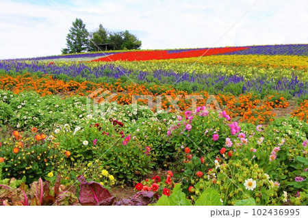 かんのファームの花畑(北海道空知郡上富良野町) かんのファームの花畑(北海道空知郡上富良野町) 102436995