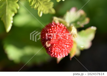 ヤブヘビイチゴ1 ヤブヘビイチゴ1 102437614